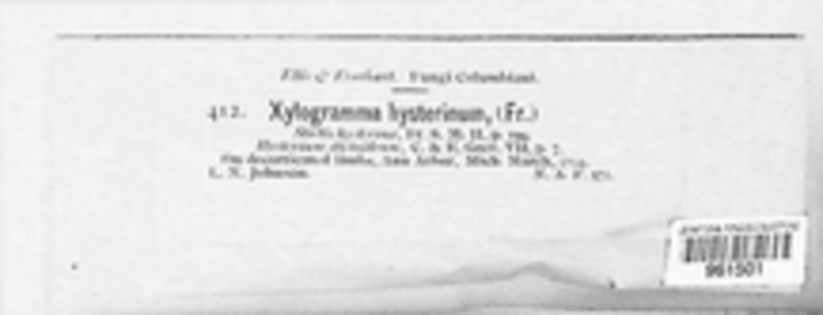 Mellitiosporium hysterinum image